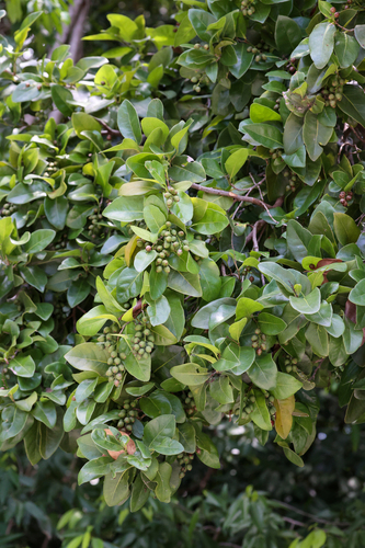 Coccoloba diversifolia, photograph 4