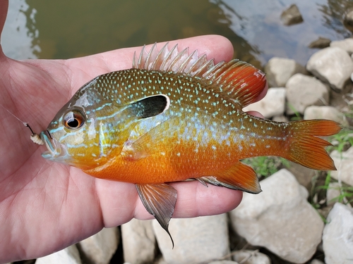 Gulf Longear Sunfish