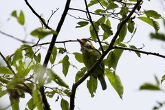 Psilopogon franklinii