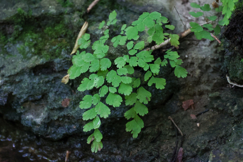 Adiantum tenerum