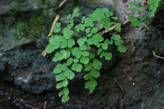 Adiantum tenerum