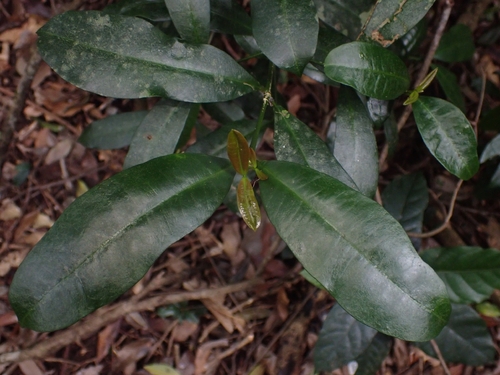 Baloghia inophylla observed 2026-09-01