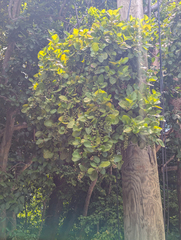 Coccoloba diversifolia, photograph (c) Tom Field, some rights reserved (CC BY)