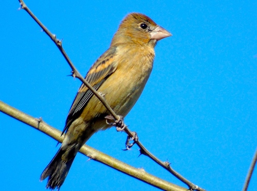 Blue Grosbeak, photo 8 of 10