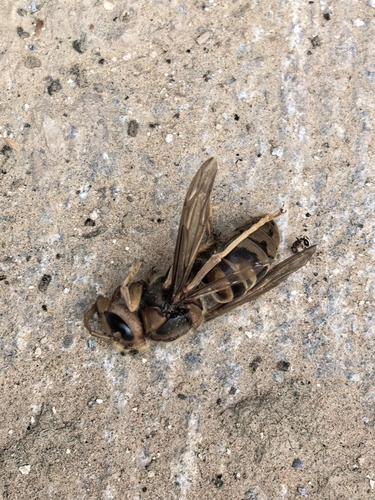 European Hornet