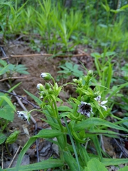 Microbotryum stellariae