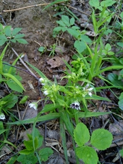 Microbotryum stellariae