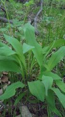 Allium microdictyon