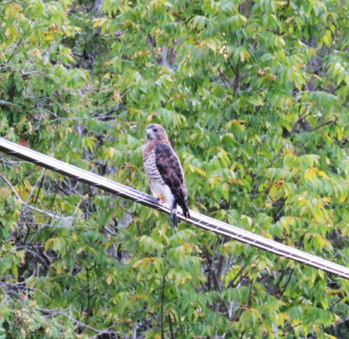 Broad-winged Hawk observed by kekebird56
