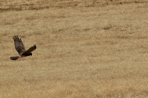 iNaturalist image