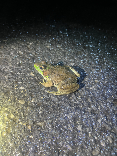 Green Frog observed by bl4z33467