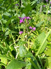 Lunaria annua