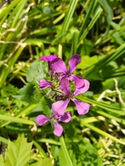 Lunaria annua