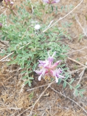 Astragalus succumbens