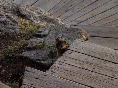 Siberian Weasel