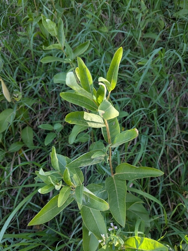 Asclepias ovalifolia, 2026-09-01