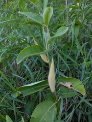 Asclepias ovalifolia, photograph author not stated, no rights reserved