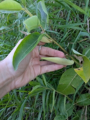 Asclepias ovalifolia, photograph author not stated, no rights reserved