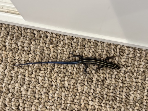 Common Five-lined Skink observed by caburl