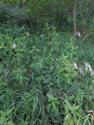 Asclepias ovalifolia, photograph 4