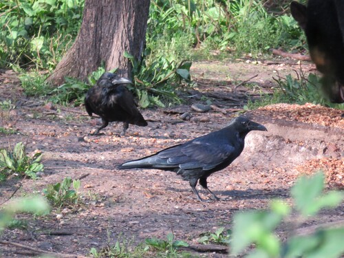 Common Raven observed by kekebird56