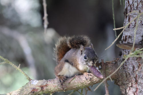 American Red Squirrel observed by crobsauce