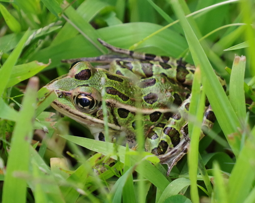 Northern Leopard Frog observed by gualabear