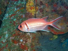 Blackbar Soldierfish photo 5