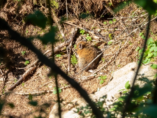 Tsing-ling Pika