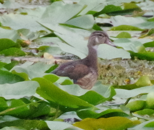 Wood Duck observed by gualabear