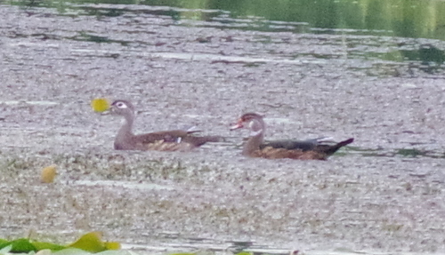 Wood Duck observed by gualabear