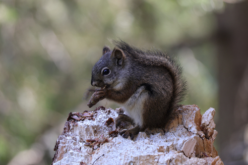American Red Squirrel observed by crobsauce