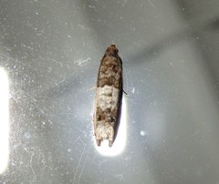 Notocelia rosaecolana