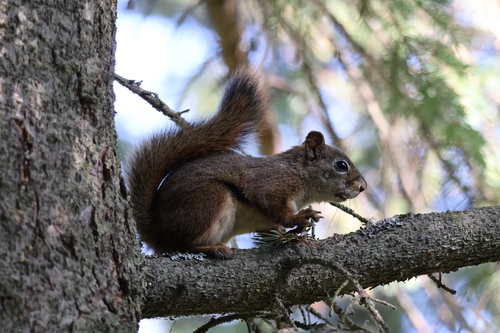 American Red Squirrel observed by crobsauce