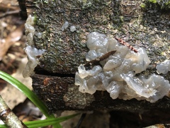 Exidia novozealandica