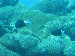 Pycnochromis margaritifer