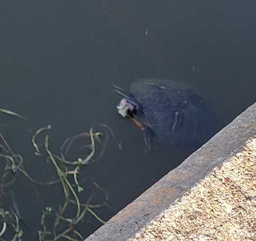 Red-eared Slider observed by jackietl
