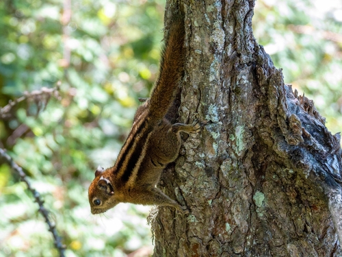 Min Mountain Striped Squirrel