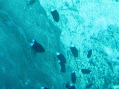 Pycnochromis margaritifer