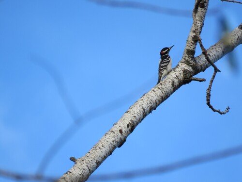Hairy Woodpecker observed by kekebird56