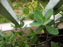 Wikstroemia retusa