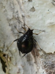 Aphididae
