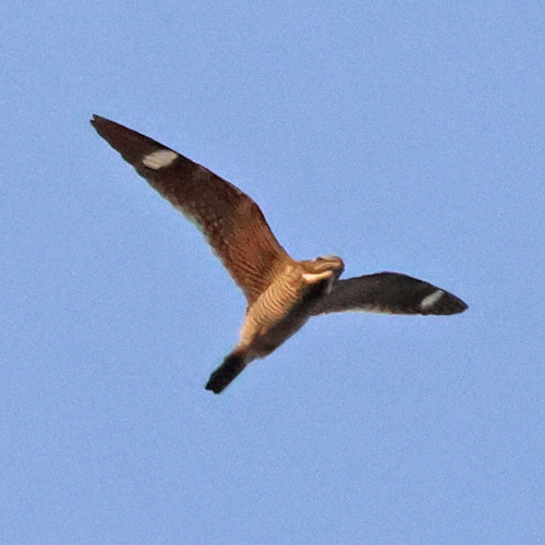 Common Nighthawk observed by robertloerzel