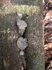 Exidia novozealandica