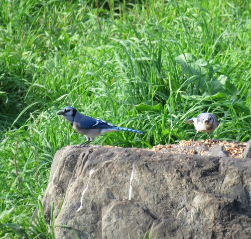 Blue Jay observed by kekebird56