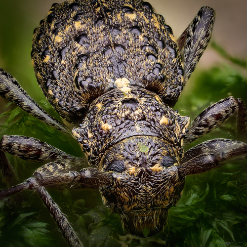 Thorn-tailed Longhorn Beetle photo 4