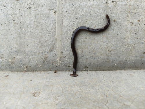 Bipalium univittatum