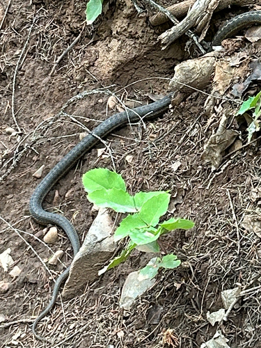 Western Terrestrial Garter Snake observed by podophyllum_peltatum113