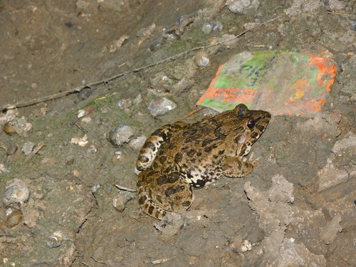 Fejervarya cancrivora observed 2026-08-29
