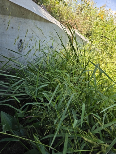 rice cutgrass